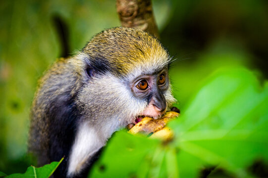 It's Little Monkey (Cercopithecus mona) eats a babana in Ghana