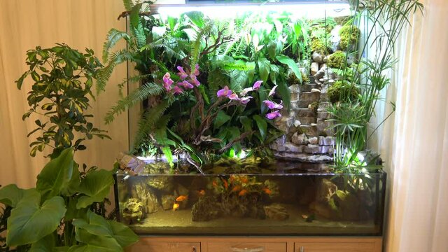 Fethiye, Turkey - 11th of June 2020: 4K House paludarium with natural plants and gold carp in aquarium
