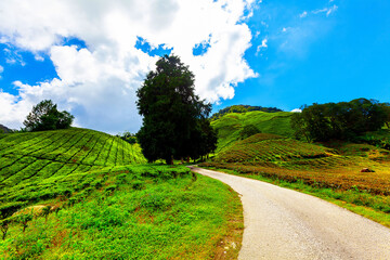 Tea plantation, Camerun Highlands, Malaysia