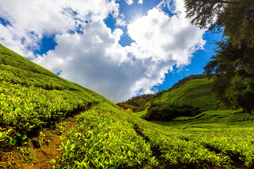 Obraz premium Tea plantation, Camerun Highlands, Malaysia