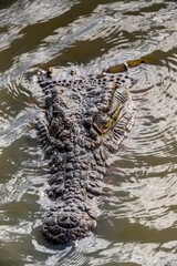 It's Head of a crocodile swimming in the water