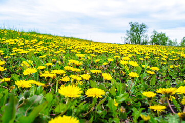 Fototapeta premium dandelion in the summer field
