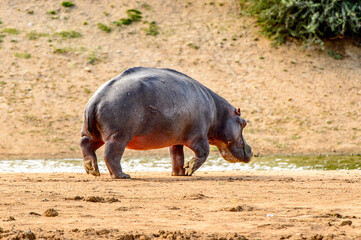 It's Hippo walks near a river