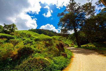 Tea plantation, Cameron Highlands, Malaysia