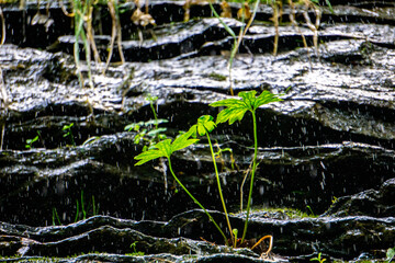 Plants in wterfall