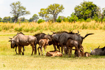 It's Antelope gnu flock in the Moremi Game Reserve (Okavango River Delta), National Park, Botswana