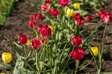 Group of Yellow and red tulips with stamens and pestle is on a blurred green background