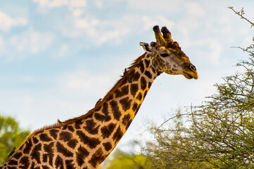 It's Beautiful Giraffe in the Moremi Game Reserve (Okavango River Delta), National Park, Botswana