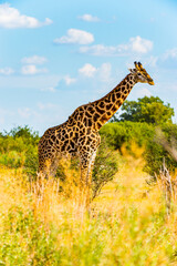 Naklejka na ściany i meble It's Giraffe portrait in the Moremi Game Reserve (Okavango River Delta), National Park, Botswana