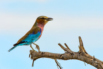 It's Lilac Breasted Roller Bird at the Moremi Game Reserve (Okavango River Delta), National Park, Botswana