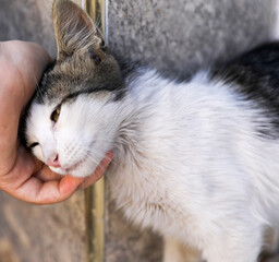 Obraz premium Homeless kitten.