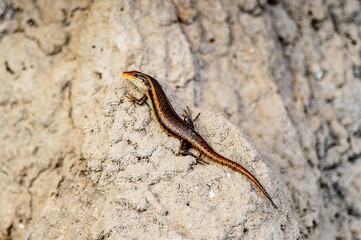It's Little lizard on the stone at the Moremi Game Reserve (Okavango River Delta), National Park, Botswana