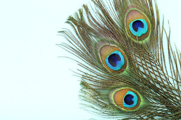 Peacock feathers on blue background