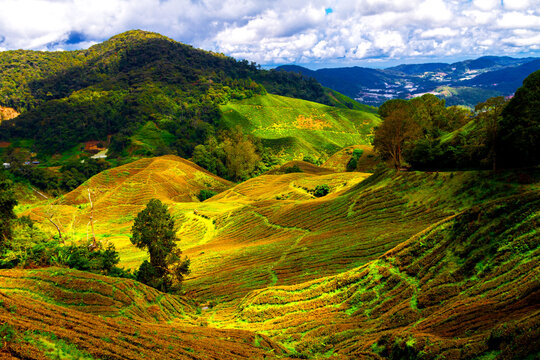 Tea plantation, Cameron Highlands, Malaysia