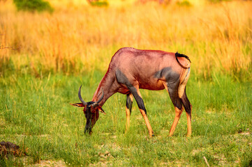 It's Antelope on the grass in the Moremi Game Reserve (Okavango River Delta), National Park, Botswana