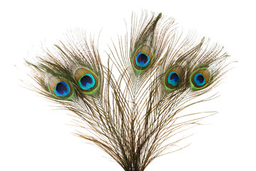 Fototapeta premium Peacock feathers isolated on white background
