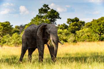 It's Elephant walks in the Moremi Game Reserve (Okavango River Delta), National Park, Botswana