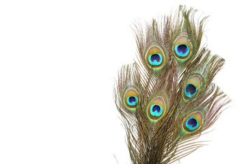 Obraz premium Peacock feathers isolated on white background