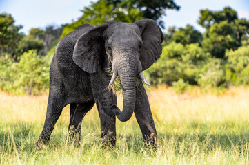Fototapeta na wymiar It's Elephant walks in the Moremi Game Reserve (Okavango River Delta), National Park, Botswana