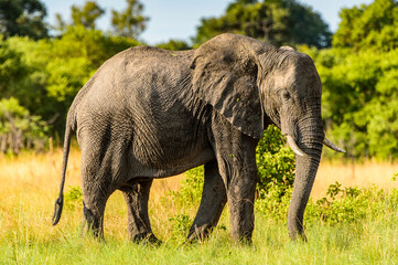 Fototapeta na wymiar It's Elephant walks in the Moremi Game Reserve (Okavango River Delta), National Park, Botswana