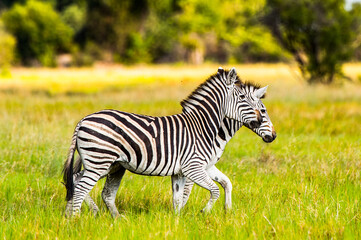 Fototapeta na wymiar It's Zebra walks on the grass in the Moremi Game Reserve (Okavango River Delta), National Park, Botswana