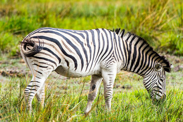 Obraz na płótnie Canvas It's Zebras flock in the Moremi Game Reserve (Okavango River Delta), National Park, Botswana