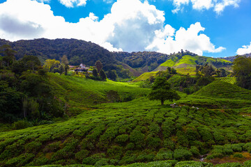 Fototapeta premium Tea plantation, Cameron Highlands, Malaysia