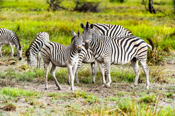 Fototapeta na wymiar It's Zebras flock in the Moremi Game Reserve (Okavango River Delta), National Park, Botswana