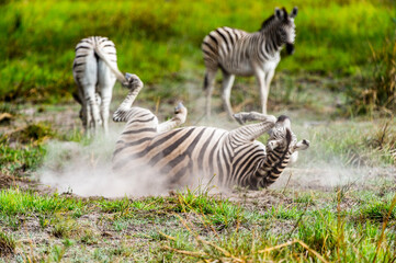 Fototapeta na wymiar It's Zebra clpse view in the Moremi Game Reserve (Okavango River Delta), National Park, Botswana