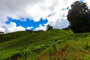 Fototapeta na wymiar Tea plantation, Camerun Highlands, Malaysia