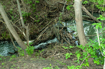 small beaver dam in the forest