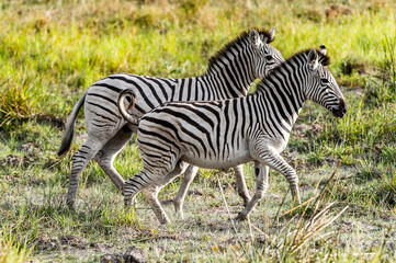 It's Zebras flock in the Moremi Game Reserve (Okavango River Delta), National Park, Botswana