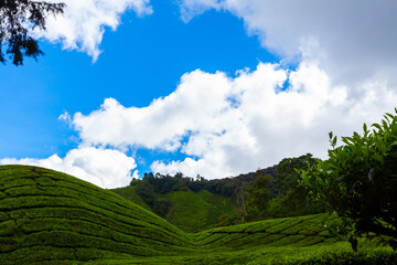 Tea plantation, Camerun Highlands, Malaysia