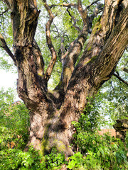 Fototapeta premium tree in the forest