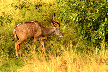 It's Antelope Kudu in the Moremi Game Reserve (Okavango River Delta), National Park, Botswana