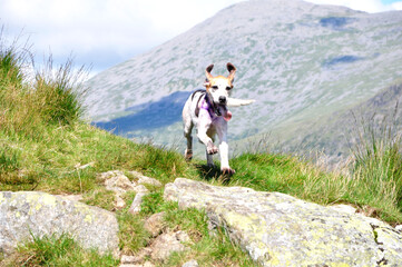 Dog and Mountain