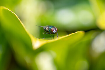 A small fly sat on a leaf