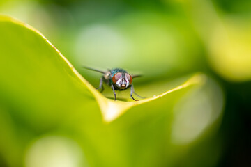 A small fly sat on a leaf