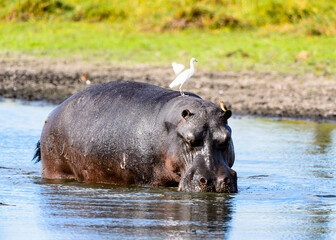 It's Hippopotamus in the lake with birds on his back, in the Moremi Game Reserve (Okavango River Delta), National Park, Botswana
