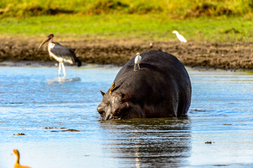 It's Hippopotamus in the lake with birds on his back, in the Moremi Game Reserve (Okavango River Delta), National Park, Botswana