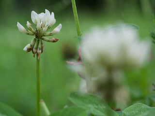 clover in the garden weißer klee im garten