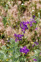 Forking larkspur (Consolida regalis) flowers on a green meadow