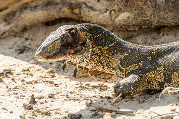 It's Monitor Lizard in the Moremi Game Reserve (Okavango River Delta), National Park, Botswana
