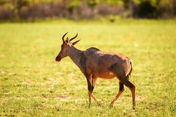 It's Antelope in the Moremi Game Reserve (Okavango River Delta), National Park, Botswana