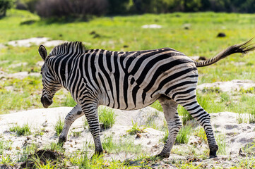 It's Zebra in the Moremi Game Reserve (Okavango River Delta), National Park, Botswana