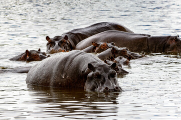 It's Many Hippopotamus, in the Moremi Game Reserve (Okavango River Delta), National Park, Botswana