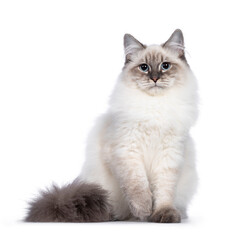 Cute young Neva Masquerade cat kitten, sitting facing front. Looking towards camera with blue eyes...