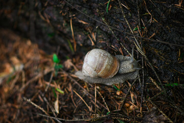 snail on the ground