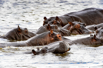 Fototapeta premium It's Many Hippopotamus, in the Moremi Game Reserve (Okavango River Delta), National Park, Botswana