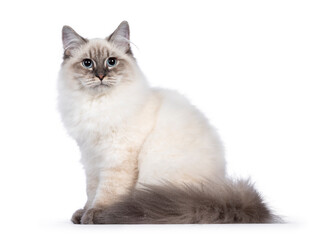 Cute young Neva Masquerade cat kitten, sitting side ways Looking towards camera with blue eyes....